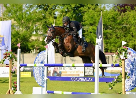 Węgierski koń sportowy, Wałach, 16 lat, 176 cm, Gniada