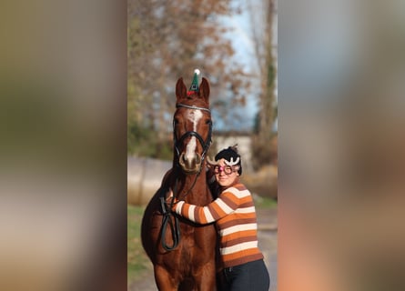 Węgierski koń sportowy, Wałach, 4 lat, 158 cm, Ciemnokasztanowata