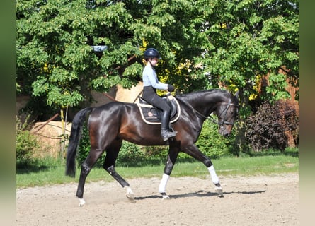 Węgierski koń sportowy, Wałach, 6 lat, 172 cm, Ciemnogniada