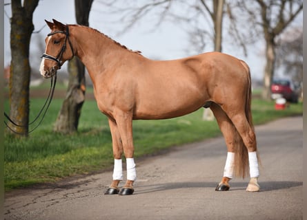 Węgierski koń sportowy, Wałach, 8 lat, 150 cm, Ciemnokasztanowata