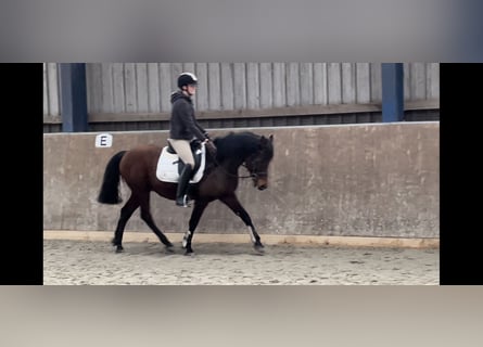 Węgierski koń sportowy, Wałach, 8 lat, 155 cm, Gniada
