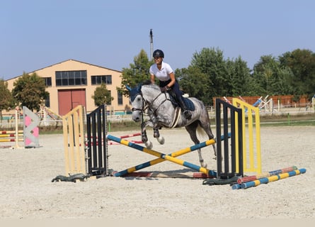 Węgierski koń sportowy Mix, Wałach, 8 lat, 163 cm, Siwa