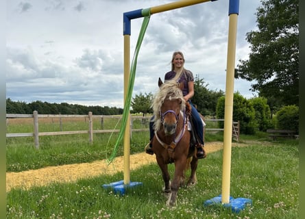 Weitere Kaltblüter, Stute, 10 Jahre, 154 cm, Dunkelfuchs
