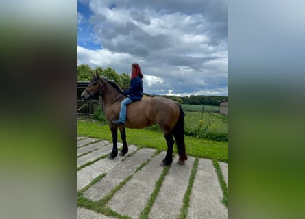 Weitere Kaltblüter Mix, Stute, 11 Jahre, Braunfalbschimmel