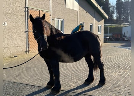 Weitere Kaltblüter Mix, Stute, 12 Jahre, 150 cm, Rappe