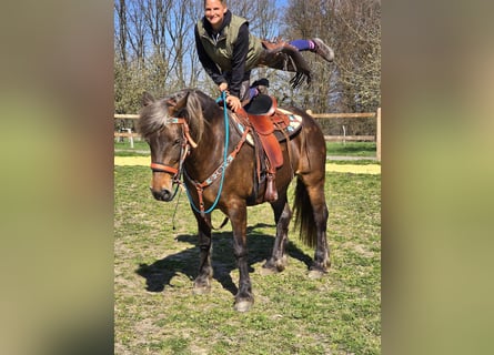 Weitere Kaltblüter, Stute, 13 Jahre, 151 cm, Dunkelfuchs