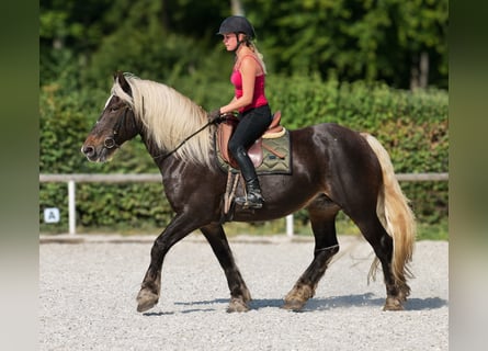 Weitere Kaltblüter, Stute, 14 Jahre, 158 cm, Dunkelfuchs