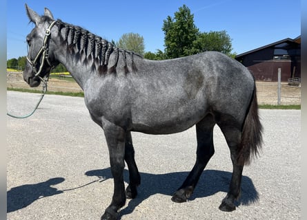 Weitere Kaltblüter, Stute, 4 Jahre, 148 cm, Apfelschimmel