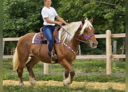 Weitere Kaltblüter, Stute, 4 Jahre, 163 cm, Fuchs