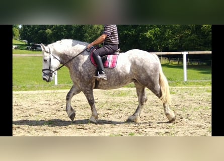 Weitere Kaltblüter, Stute, 4 Jahre, 165 cm, Apfelschimmel