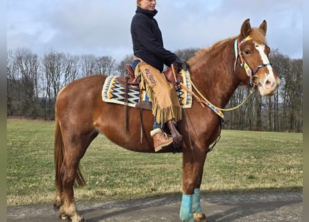 Weitere Kaltblüter, Stute, 5 Jahre, 157 cm, Fuchs