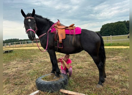Weitere Kaltblüter, Stute, 5 Jahre, 167 cm, Rappe