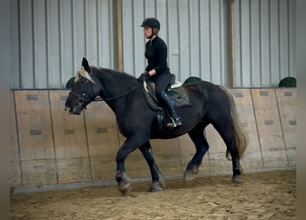 Weitere Kaltblüter, Stute, 6 Jahre, 153 cm, Dunkelfuchs