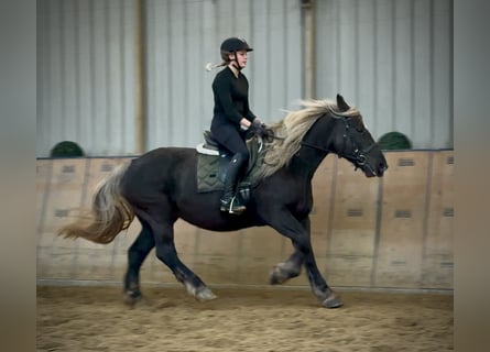 Weitere Kaltblüter, Stute, 6 Jahre, 153 cm, Dunkelfuchs