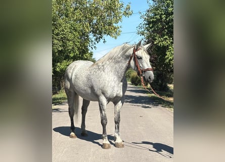 Weitere Kaltblüter, Stute, 6 Jahre, 158 cm, Schimmel