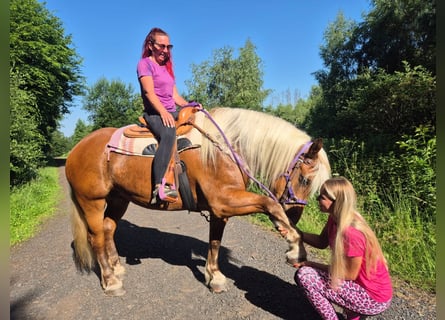 Weitere Kaltblüter, Stute, 6 Jahre, 165 cm, Dunkelfuchs