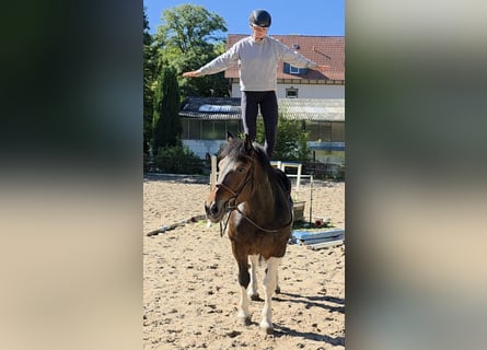 Weitere Kaltblüter, Stute, 8 Jahre, 160 cm, Schecke