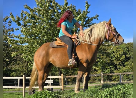 Weitere Kaltblüter, Stute, 8 Jahre, 163 cm, Fuchs