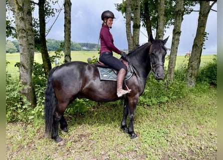 Weitere Kaltblüter, Wallach, 10 Jahre, 160 cm, Rappe