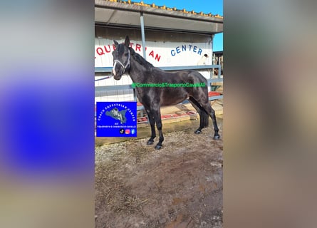 Weitere Kaltblüter Mix, Wallach, 11 Jahre, 150 cm, Rappe