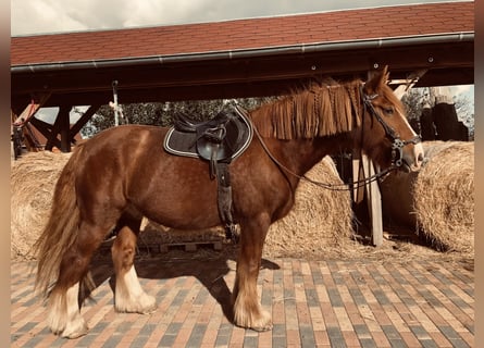 Weitere Kaltblüter Mix, Wallach, 14 Jahre, 160 cm, Fuchs