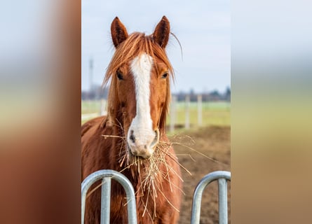 Weitere Kaltblüter Mix, Wallach, 14 Jahre, 160 cm, Fuchs
