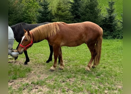 Weitere Kaltblüter, Wallach, 2 Jahre, 156 cm, Fuchs