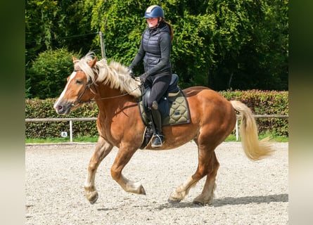 Weitere Kaltblüter, Wallach, 3 Jahre, 158 cm, Fuchs