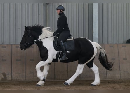 Weitere Kaltblüter Mix, Wallach, 4 Jahre, 160 cm, Schecke