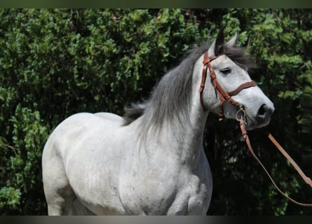 Weitere Kaltblüter Mix, Wallach, 5 Jahre, 155 cm, Apfelschimmel