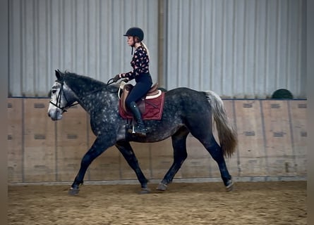 Weitere Kaltblüter, Wallach, 5 Jahre, 155 cm, Blauschimmel
