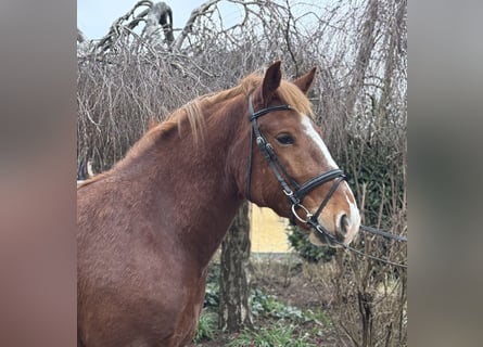 Weitere Kaltblüter, Wallach, 5 Jahre, 158 cm, Dunkelfuchs