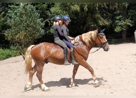 Weitere Kaltblüter, Wallach, 5 Jahre, 161 cm, Dunkelfuchs