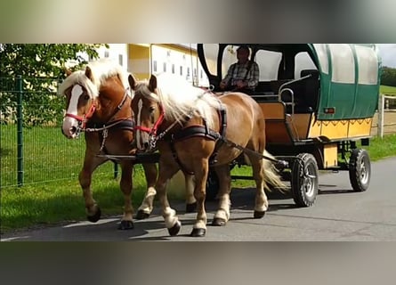 Weitere Kaltblüter, Wallach, 5 Jahre, 164 cm, Fuchs