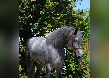Weitere Kaltblüter Mix, Wallach, 5 Jahre, 169 cm, Apfelschimmel