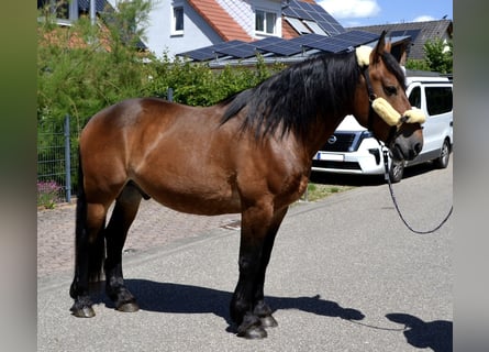Weitere Kaltblüter Mix, Wallach, 6 Jahre, 157 cm, Brauner