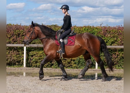 Weitere Kaltblüter, Wallach, 6 Jahre, 160 cm, Dunkelbrauner