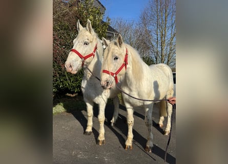 Weitere Kaltblüter, Wallach, 6 Jahre, 160 cm, Schimmel