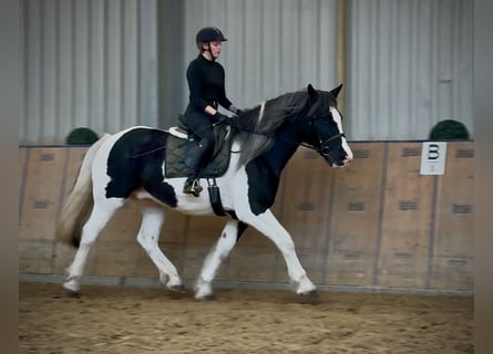 Weitere Kaltblüter, Wallach, 8 Jahre, 165 cm, Schecke