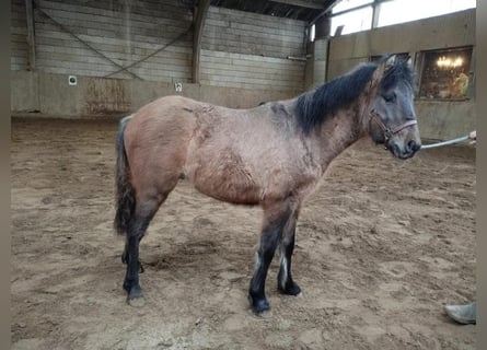 Weitere Ponys/Kleinpferde, Hengst, 1 Jahr, 105 cm, Braunfalbschimmel