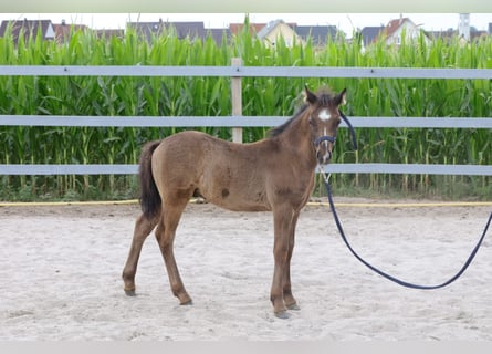 Weitere Ponys/Kleinpferde Mix, Hengst, 1 Jahr, 122 cm, Rappe