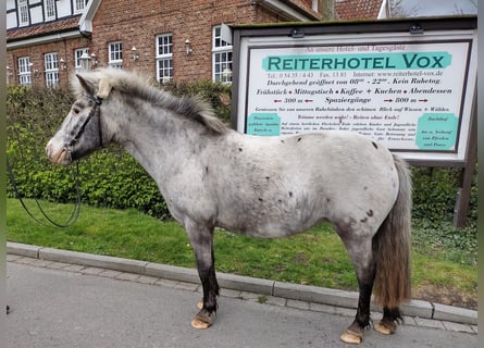 Weitere Ponys/Kleinpferde, Stute, 11 Jahre, 117 cm, Tobiano-alle-Farben