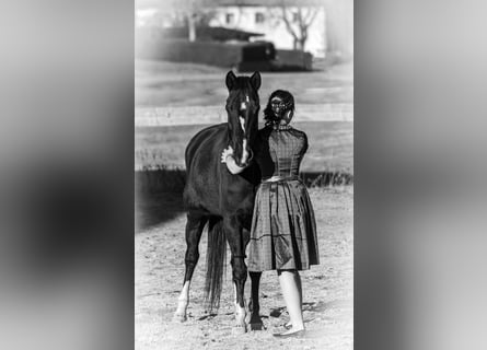 Weitere Ponys/Kleinpferde Mix, Stute, 12 Jahre, 145 cm, Rappe