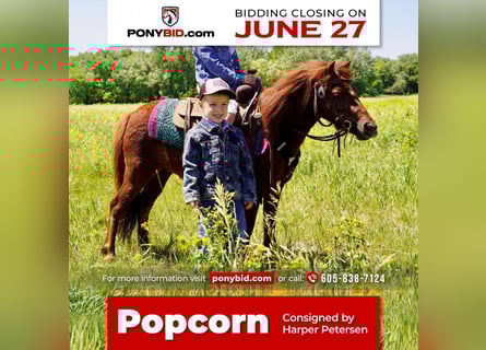 Weitere Ponys/Kleinpferde, Stute, 12 Jahre, 86 cm, Rotfuchs