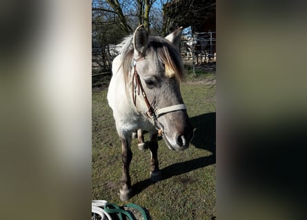 Weitere Ponys/Kleinpferde, Stute, 17 Jahre, 140 cm, Grullo