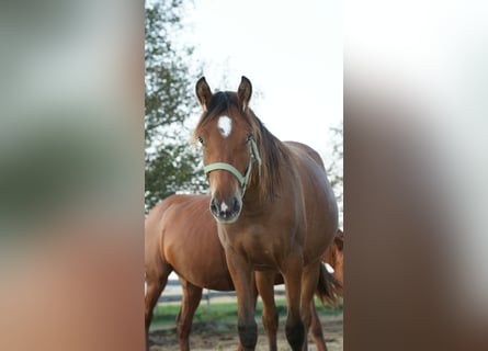 Weitere Ponys/Kleinpferde Mix, Stute, 1 Jahr, 155 cm, Hellbrauner
