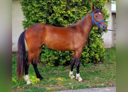 Weitere Ponys/Kleinpferde, Stute, 3 Jahre, 141 cm, Brauner