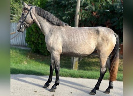 Weitere Ponys/Kleinpferde, Stute, 3 Jahre, 142 cm, Brauner