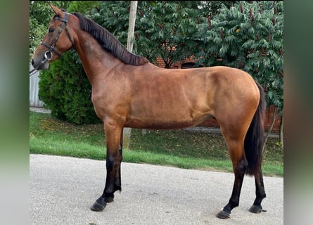 Weitere Ponys/Kleinpferde, Stute, 3 Jahre, 142 cm, Brauner