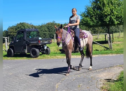 Weitere Ponys/Kleinpferde, Stute, 3 Jahre, 155 cm, Roan-Red